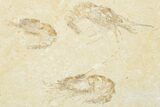 Four Cretaceous Fossil Shrimp (Carpopenaeus) - Hjoula, Lebanon #201359-3